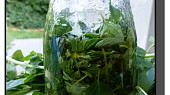 Bylinky v oleji (bazalka, oregano)