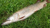 Štika ve smetanové omáčce podle Miloše Štěpničky, Manželův úlovek...80 cm