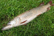 Manželův úlovek...80 cm