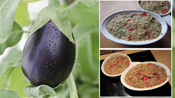 Terrina z lilku a kuřecího masa