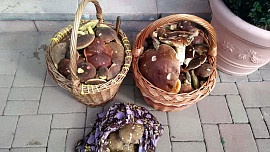 Bramborové knedlíky plněné houbami