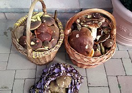 Bramborové knedlíky plněné houbami (Čerstvá úroda)