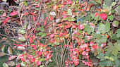 Koláč z kynutého (kvasnicového) těsta s aronií, Podzimní vybarvení