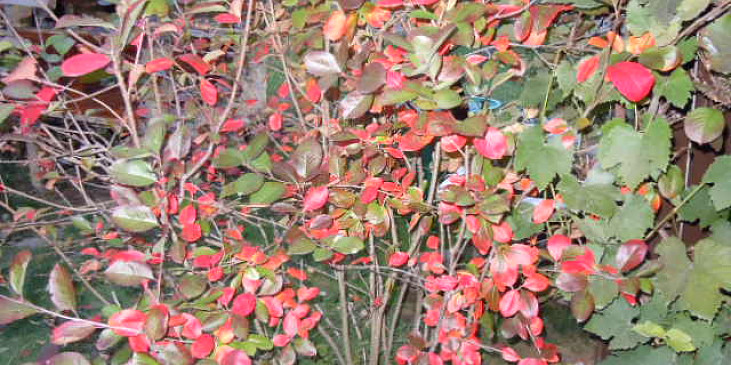 Koláč z kynutého (kvasnicového) těsta s aronií (Podzimní vybarvení)