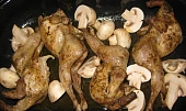 Křepelky ala divočina
