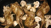 Křepelky ala divočina