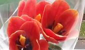 Jedlé květy z fondantu, tulipány
