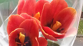 Jedlé květy z fondantu, tulipány