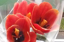 tulipány