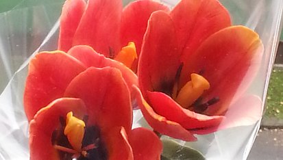 Jedlé květy z fondantu, tulipány
