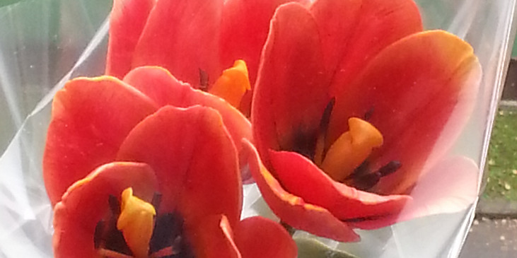Jedlé květy z fondantu (tulipány)