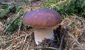 "Hříbkajda" (hříbková omáčka)