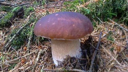"Hříbkajda" (hříbková omáčka)