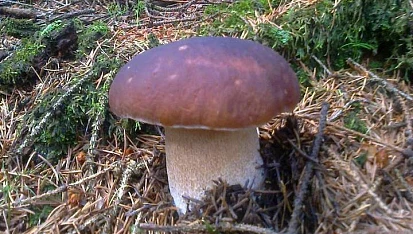 "Hříbkajda" (hříbková omáčka)