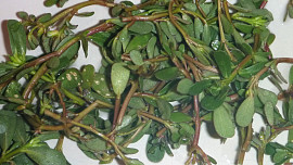 Okurkovo-šruchový salát