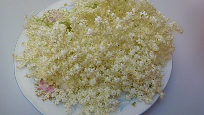 Kosmatice nasladko, Kosmatice nasladko - bez