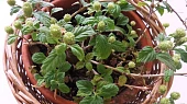Domácky pěstované nekalorické sladidlo, Stačí pěstovat v normálním květináči. Tvoří převisy. Je dekorativní, aromatická.