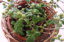 Stačí pěstovat v normálním květináči. Tvoří převisy. Je dekorativní, aromatická.