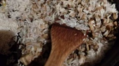 Žampionové rizoto s mrkvičkami na karamelu s chilli