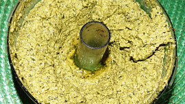 Pesto z kadeřávku s vlašskými ořechy