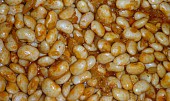 Gravče na tavče (balkánske zapečené fazole), pred zapečením