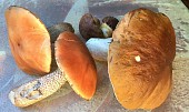 Filé z tresky s lesními houbami se smetanou