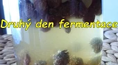 Kvásek z fermentované ovocné vody