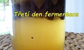 Kvásek z fermentované ovocné vody