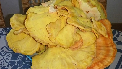 Sírovec v trojobalu