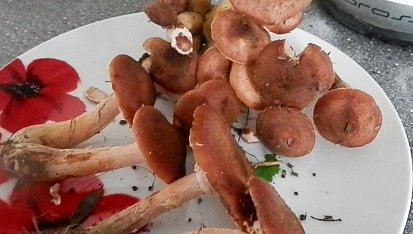 Václavky na smetaně s krkovičkou