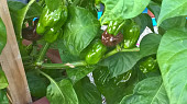 Chilli omáčka (cvrndová chilli omáčka)