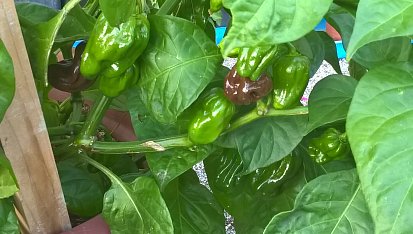 Chilli omáčka (cvrndová chilli omáčka)