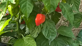 Chilli omáčka (cvrndová chilli omáčka)