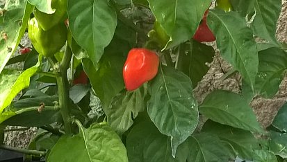 Chilli omáčka (cvrndová chilli omáčka)