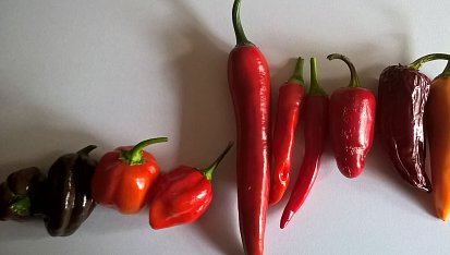Chilli omáčka (cvrndová chilli omáčka)
