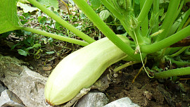 Tykvové halušky