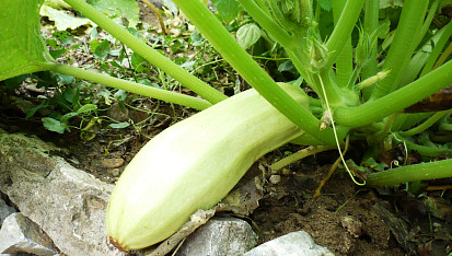 Tykvové halušky