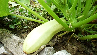 Tykvové halušky