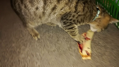 Palačinky ze zakysané smetany, Jsou tak dobré, že jednu nepozorovaně uloupil i mlsny kocourek. :) Pro milovníky koček : byla mu vzápětí odebrána....