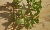 Fazolový salát se šruchou a rajčaty (liečivá rastlina šrucha zelná - plevel)