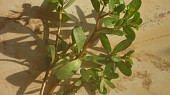 Fazolový salát se šruchou a rajčaty, liečivá rastlina šrucha zelná - plevel