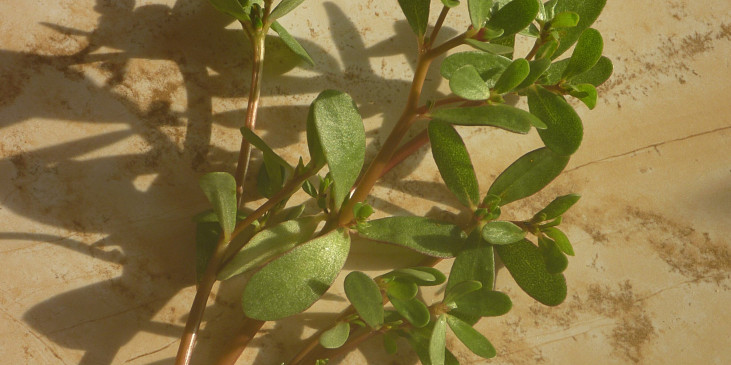 liečivá rastlina šrucha zelná - plevel