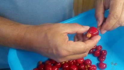 Ovocné knedlíky v páře, Vypeckování třešní brčkem