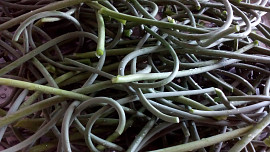 Pasta / pesto z česnekových výhonků
