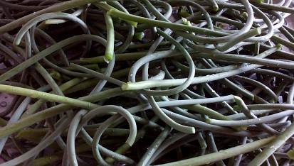 Pasta / pesto z česnekových výhonků