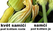 Květy cukiny plněné sýrem a smažené