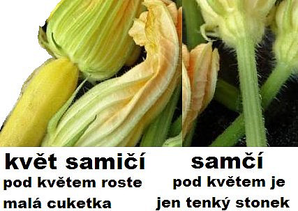 Květy cukiny plněné sýrem a smažené