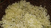 Kašička neboli limonáda z květů černého bezu
