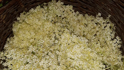 Kašička neboli limonáda z květů černého bezu