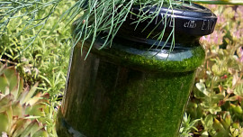 Koprové pesto